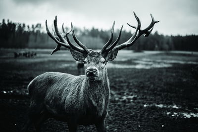 Ljuddämpande tavla - Black and white deer