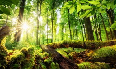 Ljuddämpande tavla - Rays of the sun in the 3d