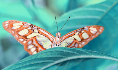 Ljuddämpande tavla - Butterfly on a leaf in macro