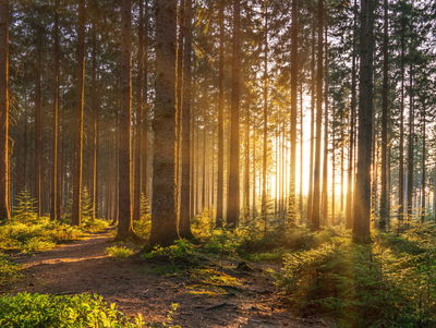 Ljuddämpande tavla - Sunset in the forest