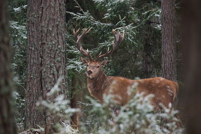 Ljuddämpande tavla - A deer with a magnificent