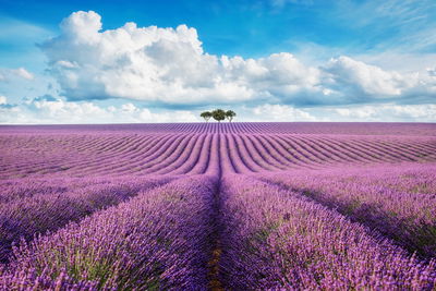 Ljuddämpande tavla - Lavender field
