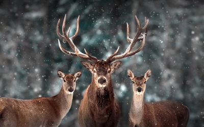 Ljuddämpande tavla - A deer and two does