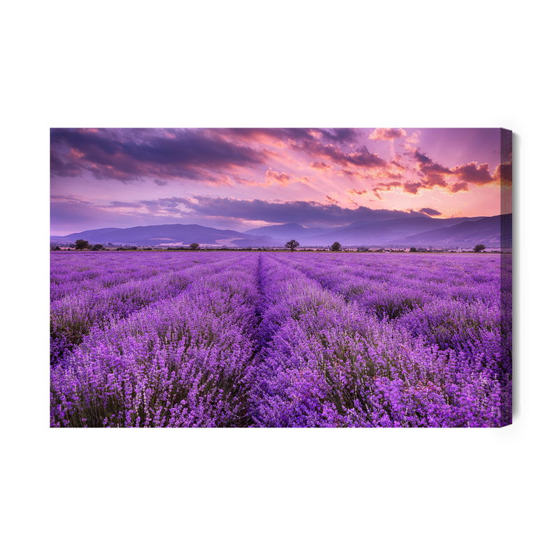 Ljuddämpande tavla - Beautiful lavender landscape