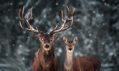 Ljuddämpande tavla - Deer and doe in the 3d forest