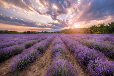 Ljuddämpande tavla - Lavender field at sunset