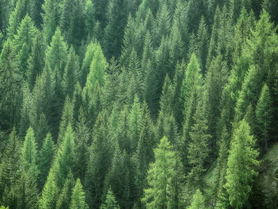 Ljuddämpande tavla - 3d green forest view