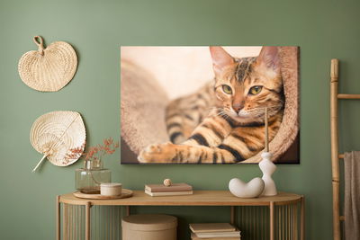 Ljuddämpande tavla - Bengal cat