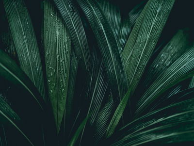 Ljuddämpande tavla - Dark green leaves on a macro