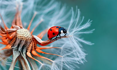 Ljuddämpande tavla - Ladybug on a dandelion
