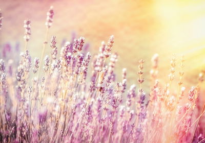 Ljuddämpande tavla - Lavender in the sun.