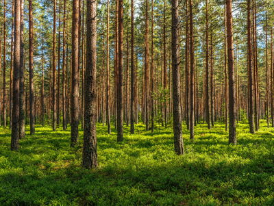 Ljuddämpande tavla - 3d pine forest