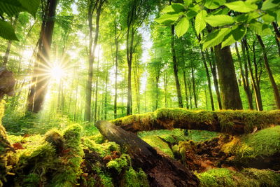 Ljuddämpande tavla - Rays of the sun in the 3d