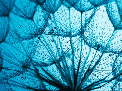 Ljuddämpande tavla - A close-up of a 3d dandelion