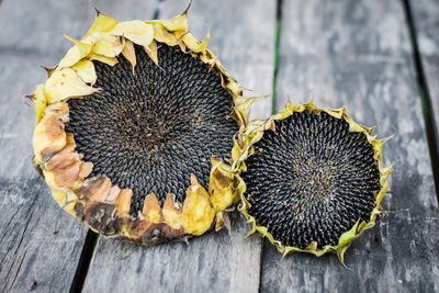 Ljuddämpande tavla - Sunflowers on the background
