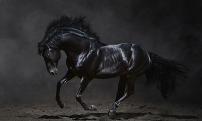 Ljuddämpande tavla - Black horse at a gallop