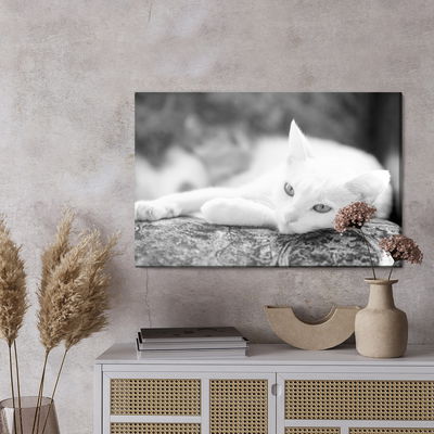 Ljuddämpande tavla - A resting white cat