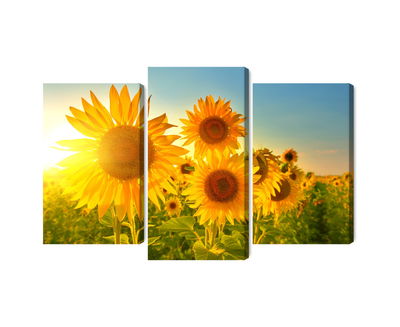 Ljuddämpande tavla - Sunflower field at sunset 3d