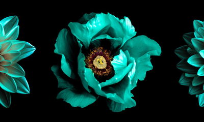 Ljuddämpande tavla - Turquoise flowers on a black