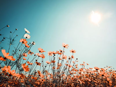 Ljuddämpande tavla - Field flowers in the sun