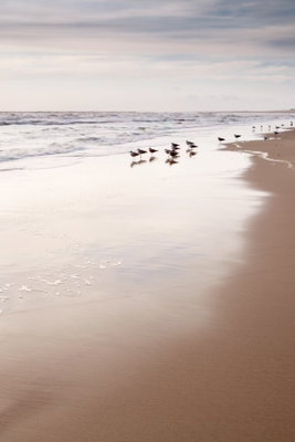 Autumn beach vertical – motivvy. Små strandfåglar står vid vattenbrynet på en bred, ljus sandstrand under en grå och disig himmel.