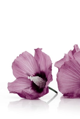 Close to each other vertical – motivvy. Två mörkrosa till lila blommor med gröna stjälkar ligger tätt mot en ren, vit bakgrund.