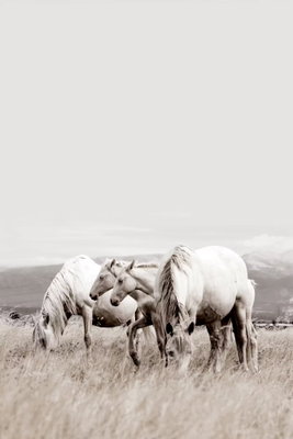 White horses vertical – motivvy. En flock vita hästar betar i torrt gräs under en stor, ljust grå himmel.