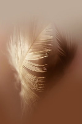 Autumn fluff vertical – motivvy. En liten ljus fjäder ligger i varmt sidoljus och kastar en mjuk skugga mot en jämn brun yta.
