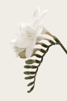Spring headdress vertical – motivvy. En vit blomma på en tunn stjälk möter en rad gröna blad mot en ljust crèmefärgad bakgrund.