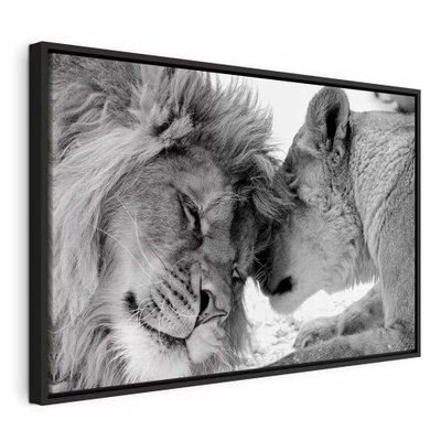Lion and s love – svart ram. Två lejon lutar sina huvuden mot varandra i en tät svartvit närbild.