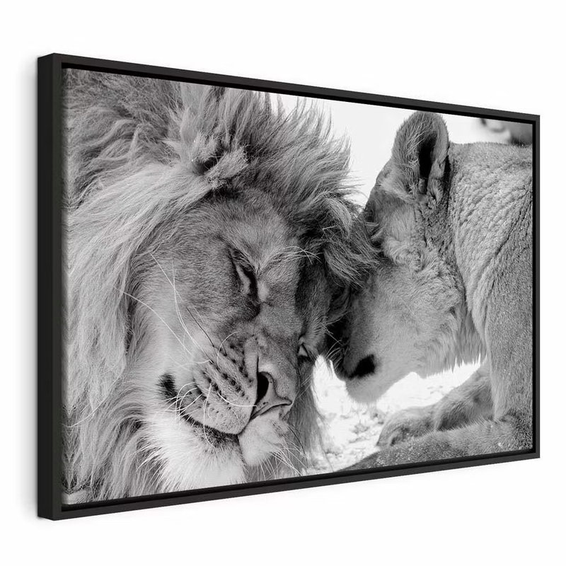 Lion and s love – svart ram. Två lejon lutar sina huvuden mot varandra i en tät svartvit närbild.