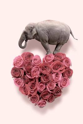 Elephant lover elephant amid – motivvy. En liten grå elefant balanserar över ett hjärta av täta rosa rosor mot en ljusrosa bakgrund.