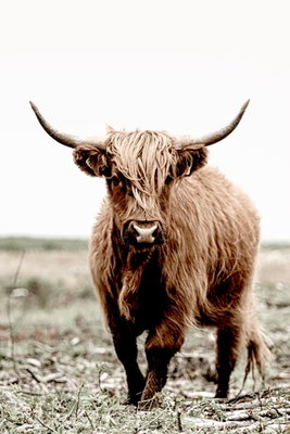 Young stag vertical – motivvy. Ett brunt, långhårigt nötkreatur med långa horn står i ett fält under en ljus himmel.