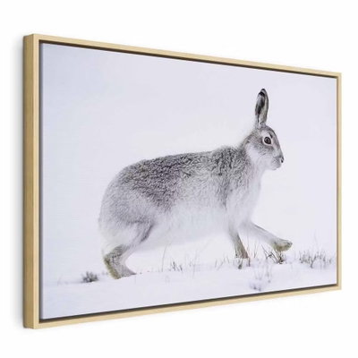 Hare wide – naturfärgad ram. En grå hare står i profil på ljus snö med uppresta öron och en mjukt vit bakgrund.
