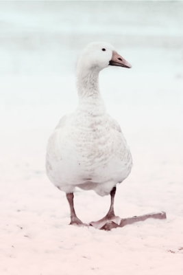 Winter duck vertical – motivvy. En vit vattenfågel står i ett ljust vintermotiv med blekt rosa och blå toner.