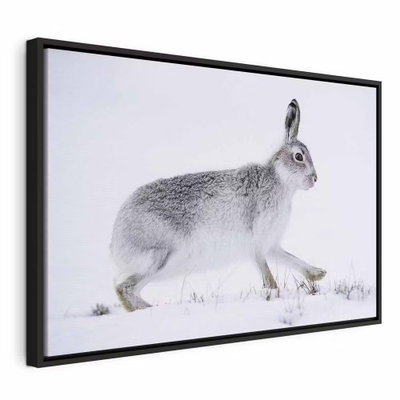 Hare wide – svart ram. En grå hare står i profil på ljus snö med uppresta öron och en mjukt vit bakgrund.