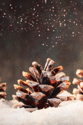 Winter pine cone vertical – motivvy. En brun tallkotte ligger på snö mot en mörk bakgrund med ljusa, glittrande detaljer.