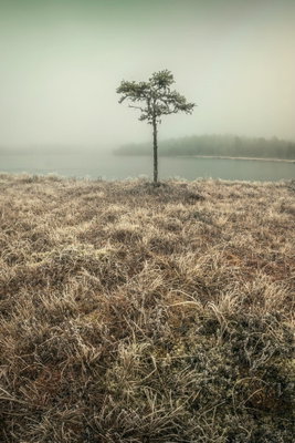 At the lake shore vertical – motivvy. Ett litet ensamt träd står i ett brunt gräsfält framför en dimmig sjö och en blek grågrön himmel.