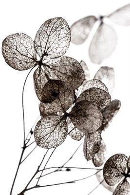 Transparent clover vertical – motivvy. Mörka, genomlysta blad och smala stjälkar tecknar sig mot en vit bakgrund.