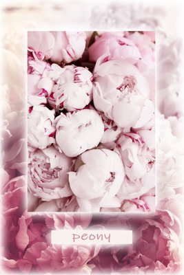 Spring delicacy vertical – motivvy. Ljusa rosa pioner och mjuka blomdetaljer fyller bildytan inom en tunn, ljus bård.
