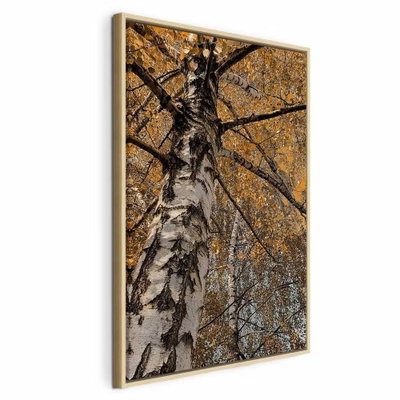 Autumn colours vertical – naturfärgad ram. En vit och mörkfläckig björkstam sträcker sig uppåt genom ett tak av täta gula och orange höstlöv.