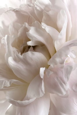 Fluffy distraction vertical – motivvy. En tät vit blomma fyller bildytan med tunna, veckade kronblad i vitt, crème och mjuka grå skuggor.