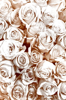 Rose garden vertical – motivvy. Många ljusa rosor ligger tätt intill varandra med mjuka skuggor mellan de crèmefärgade kronbladen.