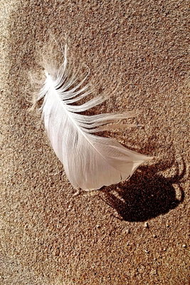 Feather on the sand vertical – motivvy. En liten vit fjäder ligger på finkornig brun sand och kastar en tydlig skugga åt sidan.