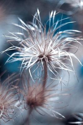 Plant in blues vertical – motivvy. En tunn växt med spretiga, ljusa frötrådar framträder mot en oskarp mörkblå och grå bakgrund.