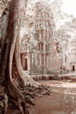 Ruins of angkor vertical – motivvy. Kraftiga trädrötter och en stenbyggnad med gamla valv återges i varma gråbruna toner.