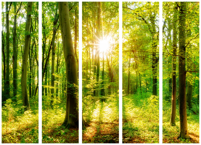 5-delad ljuddämpande rumsavdelare – Forest rays – produktbild från leverantören
