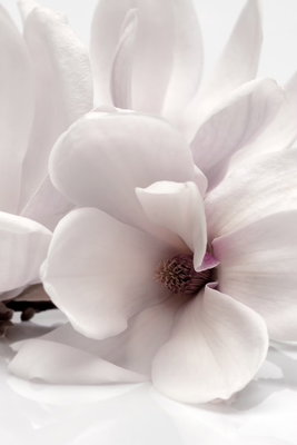 Blooming light vertical – motivvy. Stora vita och blekrosa blommor med mjuka kronblad fyller bildytan mot en dämpat grårosa bakgrund.
