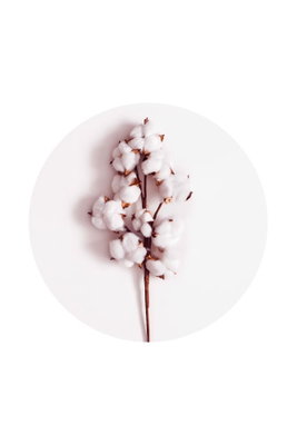 Soft cotton vertical – motivvy. En kvist med mjuka vita bomullsbollar ligger inom en blekt rosa cirkel mot vitt.