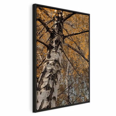 Autumn colours vertical – svart ram. En vit och mörkfläckig björkstam sträcker sig uppåt genom ett tak av täta gula och orange höstlöv.
